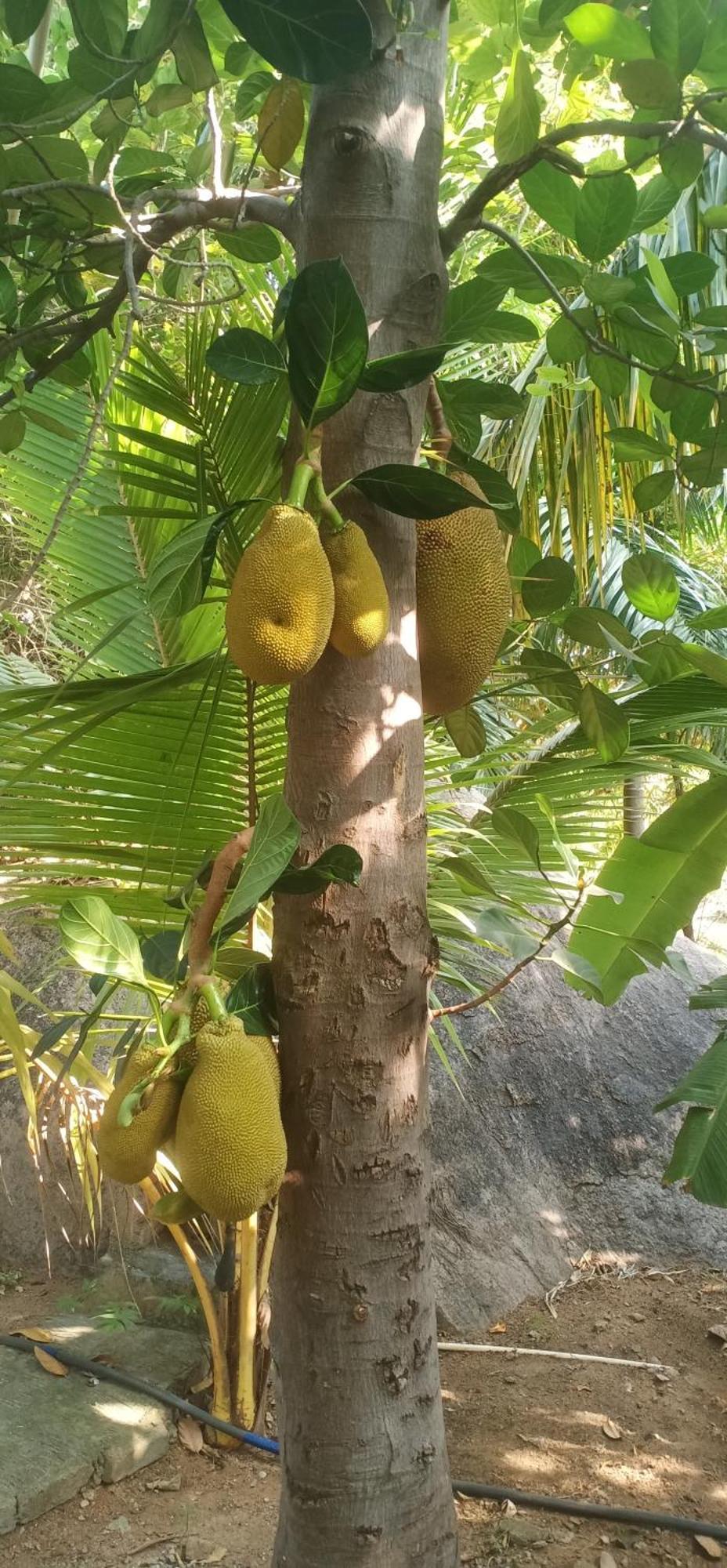 Gopi Plantation Homestay Hampi Exteriör bild